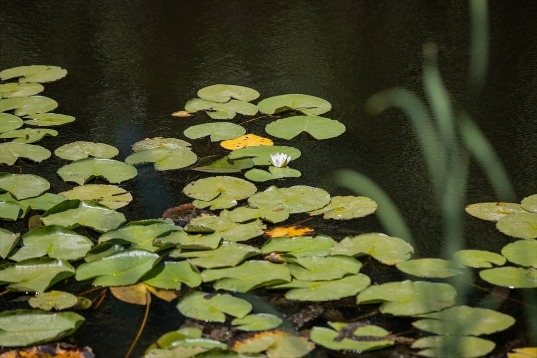 Türkiye’nin en büyük tek parça subasar ormanı 11